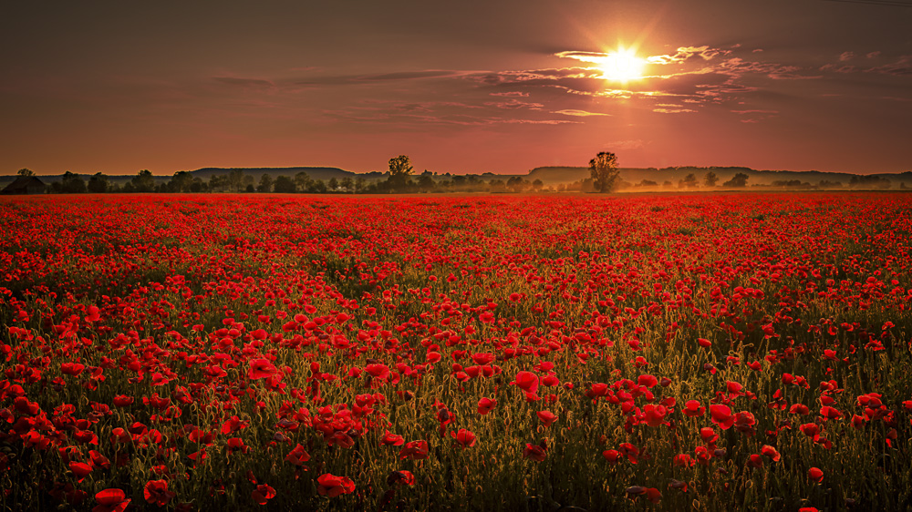 Platz 4 Anton Kienle